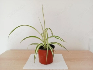 Große Grünlilie, gestreift, Zimmerpflanze  Bild 2