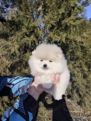 Mini Pomeranian 