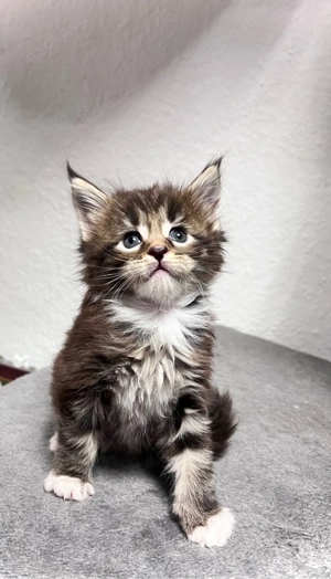 2 von 8 Maine Conn Kitten suchen bald ein liebevolles zuhause 