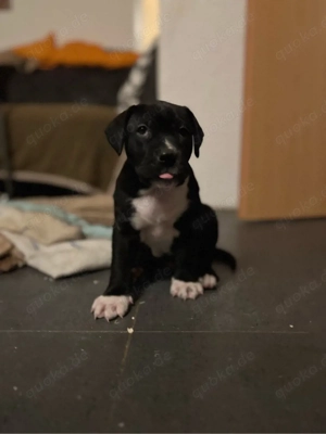 Wunderschöne & Liebe American Bully XL Mischlings Welpen 