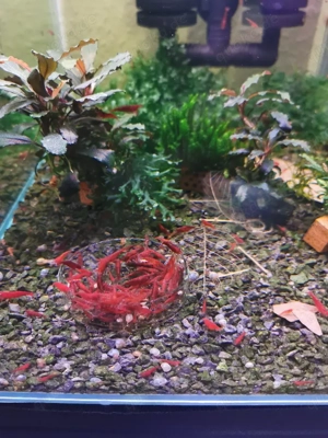 Zwerggarnelen Neocaridina verschiedene Farben abzugeben
