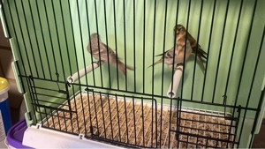 birkenzeisig (kleine Art)