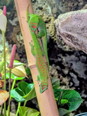 Phelsuma Grandis Pärchen mit Terrarium abzugeben Madagaskar Taggecko Paar 
