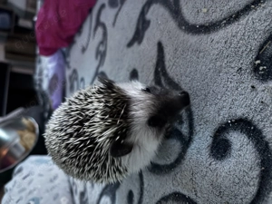 Afrikanischer Weißbauchigel  