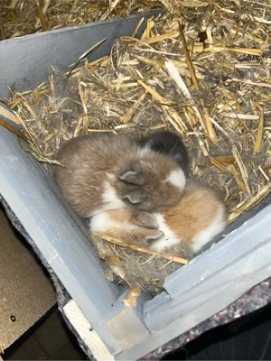 3 löwenkopf babys 