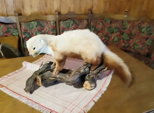 Präparierter Wiesel