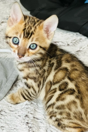 Bengal kitten Reinrassig