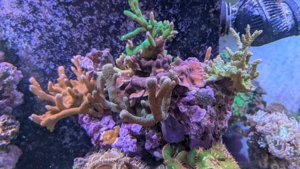 Korallen, Montipora, SPS, Aquarium, Meerwasser, Lebendgestein