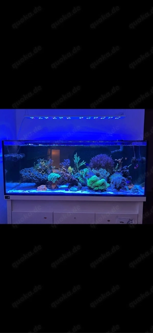 Meerwasseraquarium komplett DD Reef-Pro 1200 inklusive Technik und Besatz