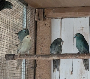 Junge Ziegensittiche 