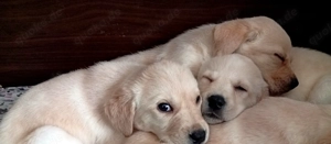 Unser Welpen suchen ein liebevolles Zuhause ab Mitte März 