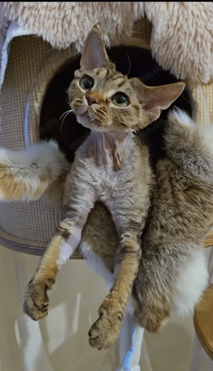 Junge, sanfte Katze Yasia (3 Jahre alt) sucht ein liebevolles Zuhause für immer! Bild 3