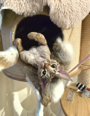 Junge, sanfte Katze Yasia (3 Jahre alt) sucht ein liebevolles Zuhause für immer! Bild 5