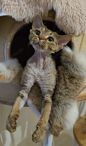 Junge, sanfte Katze Yasia (3 Jahre alt) sucht ein liebevolles Zuhause für immer! Bild 6