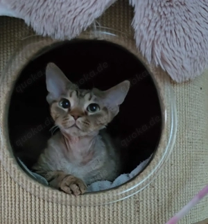 Junge, sanfte Katze Yasia (3 Jahre alt) sucht ein liebevolles Zuhause für immer! Bild 4