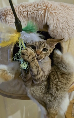 Junge, sanfte Katze Yasia (3 Jahre alt) sucht ein liebevolles Zuhause für immer! Bild 7