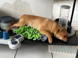 Welpe Pomeranian Prager Rattler