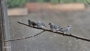 Diamanttauben für Volierenhaltung 