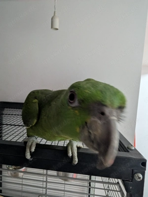 Wir geben noch. Ein junges paar. Gelbpnacken amazonen. Ab. Bild 3