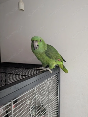 Wir geben noch. Ein junges paar. Gelbpnacken amazonen. Ab. Bild 2