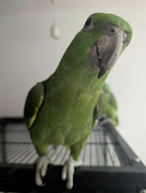 Wir geben noch. Ein junges paar. Gelbpnacken amazonen. Ab.