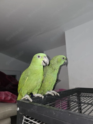 Wir geben noch. Ein junges paar. Gelbpnacken amazonen. Ab. Bild 5