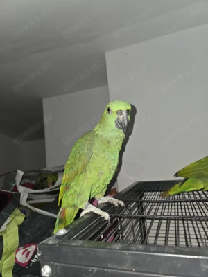 Wir geben noch. Ein junges paar. Gelbpnacken amazonen. Ab. Bild 4