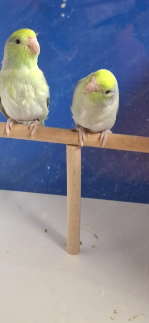 Blaugenick Sperlingpapagein 