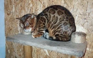  Bengalkater Paulchen sucht seine Familie (incl. Kastration, Stammbaum) Bild 2