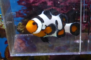 Anemonenfisch ocellaris black ice Bild 2