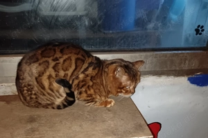  Bengalkater Paulchen sucht seine Familie (incl. Kastration, Stammbaum) Bild 3