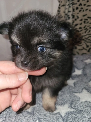 Chihuahua Welpen Pomeranian Pomchi 