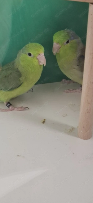 Blaugenick Sperlingpapagein 