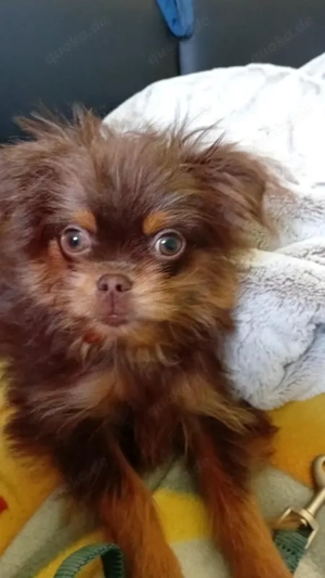 chihuahua yorkshire mix