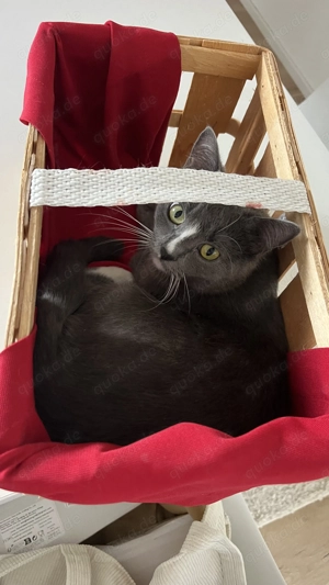 Kater und Katze zusammen abzugeben  Bild 2