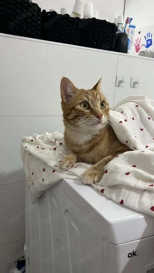 Kater und Katze zusammen abzugeben  Bild 4