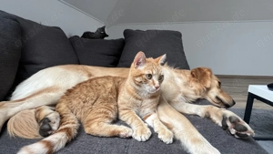 Kater und Katze zusammen abzugeben 