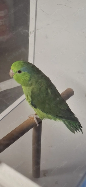 Blaugenick Sperlingpapagein 