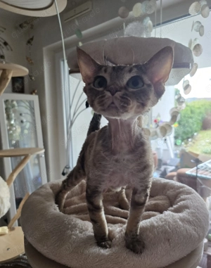 Junge, sanfte Katze Yasia (3 Jahre alt) sucht ein liebevolles Zuhause für immer! Bild 2