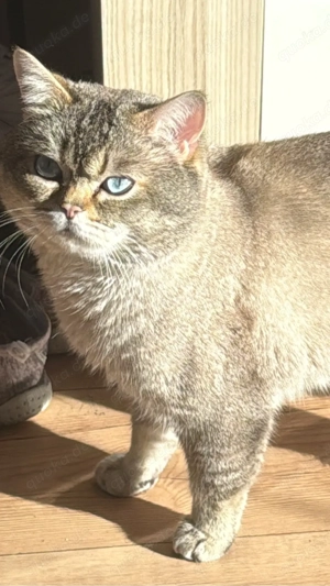 BKH Deckkater  Bild 2