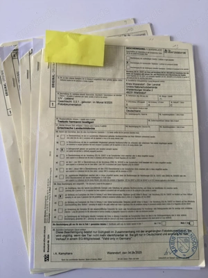 griechische Landschildkröte THB Schildkröten Nachzuchten 2025