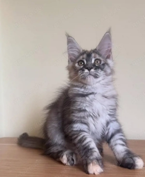 Maine Coon Kitten