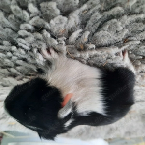 Sheltie Meerschweinchen 