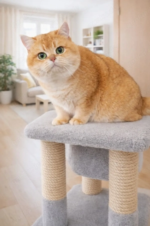 Deckkater   Britisch Kurzhaar Gold Shaded Chinchilla Bild 7