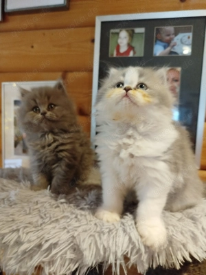 BLH Junge Kätzchen Grau weiß 