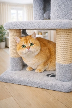 Deckkater   Britisch Kurzhaar Gold Shaded Chinchilla