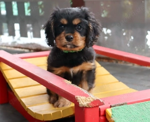 Cavalier- King - Charles Welpe "John Lennon" sucht seinen Kuschelplatz