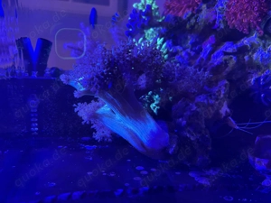 XXL Weichkorallen diverse