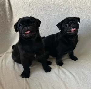 Reinrassige Mops Welpen Bild 7