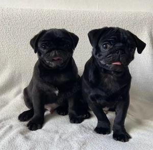 Reinrassige Mops Welpen Bild 2